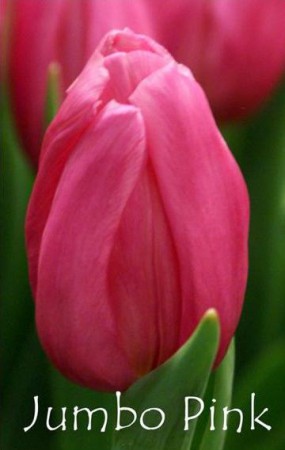 Jumbo Pink - розового цвета. Высота бутона на воде достигает 8см. Высота  40-50 см.